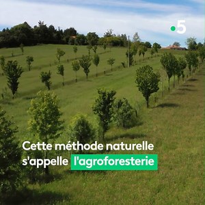 2.4M views · 327 reactions | Ils ont mis l’arbre au cœur de leur vie et de leurs métiers. Ils nous en racontent tous les bienfaits. (Re)voir "Le temps des arbres" ►bit.ly/LMEFLetempsdesarbres | Le monde en face | Facebook