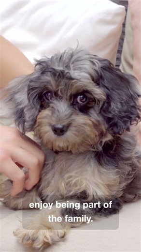 Thinking About a Cavapoo? Here Are 3 Reasons Why
