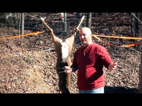 GoPro shows you closeup of how to gut a deer. GRAPHIC!