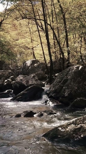 🌿 Forest Stream | Sunlit Forest Relaxation | 4K Nature Video