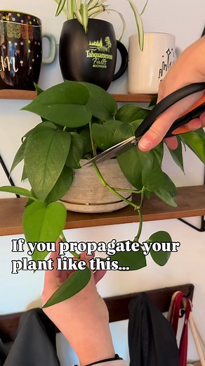 Plant Propagation in Soil: Tips for Success