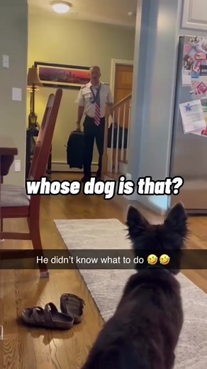 #stitch with @Pubity coming to a trainer near you… #k9optima #dogtraining #germanshepherd #gsd