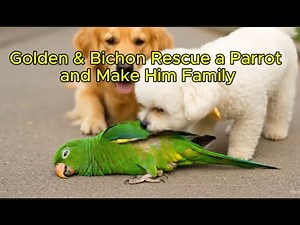 Golden & Bichon Rescue a Parrot and Make Him Family🐕🐶🦜💛