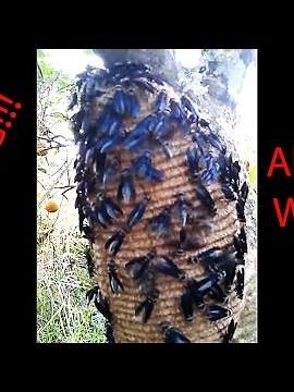 Face to face with a Warrior Wasp (S.septentrionalis)