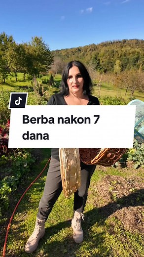Berba Suncokreta i Zelenih Biljaka u Bašti