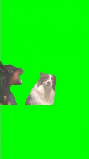 Rage Baiting Dog meme - Green Screen