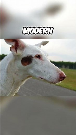 The Dog That Looks Like Anubis - Meet the Ibizan Hound