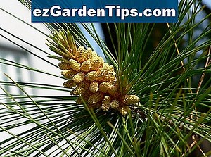 Které borovice rostou rychle? 🌱 Tipy Zahradníci - Cs.ezGardenTips.com