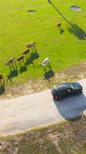 Florida's Wildest Adventure Park! 😎🐊🦒 | Wild Florida