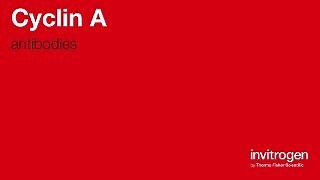 Cyclin A antibodies from Thermo Fisher Scientific