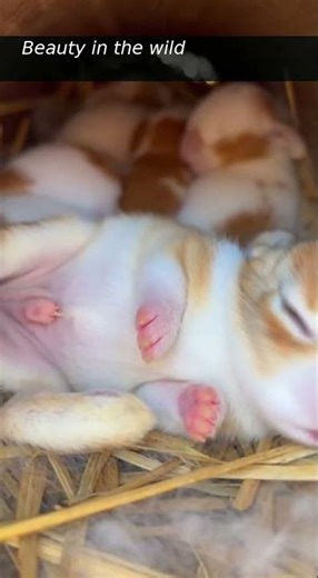 Baby Bunny Snores! Close-Up of Kits Sleeping in a Hollow Log