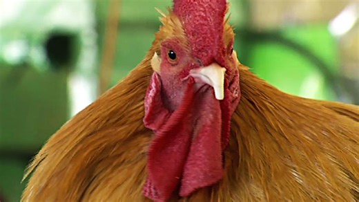 Wild chickens take over Miami while some embrace roosters as a cultural symbol