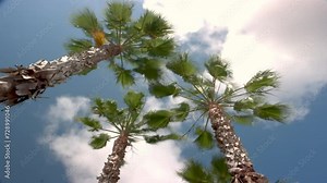 A Sliding Time Lapse looking up a Florida Palm Tree, this Time Lapse has vertical movement and the Clouds rushing up above.