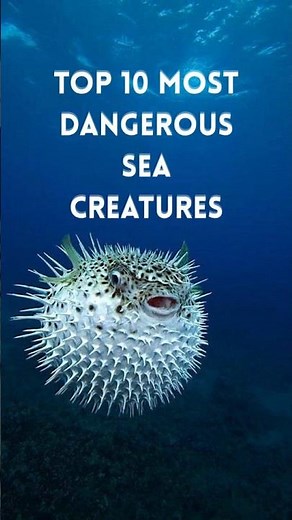 Top 10 Most Dangerous Sea Creatures
