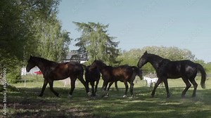 A group of dark-colored horses running and playing together in a fenced pasture, surrounded by trees and a rural house. The electric fence keeps the horses safely contained in the green field.