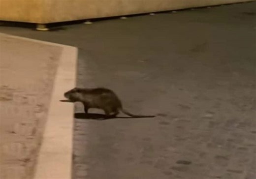 In centro a Roma tornano le nutrie: una attraversa la strada a Castel Sant’Angelo e finisce in un video