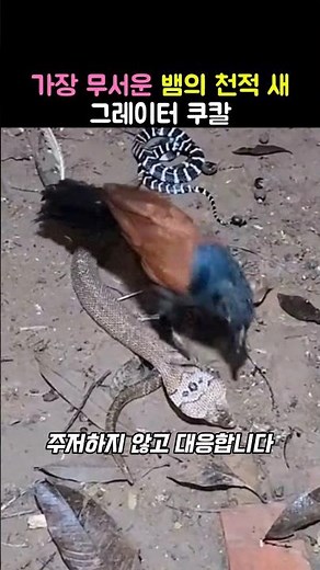코브라도 두려워하는 새의 정체는?
