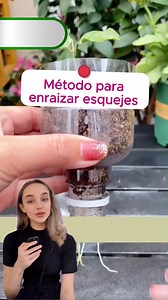 319K views · 2.9K reactions | Secreto para enraizar cualquier esqueje #CuidadoDePlantas #plantas #flowers #consejos #consejosdelhogar #tips #gardening #gardentips | Jardín de Vida | Facebook