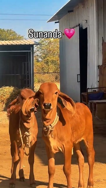 gir calf Happy to play in farm to long jump | high speed run & to masti in calf#short#viral#cow#gay