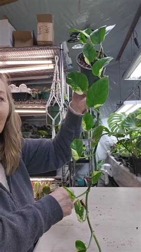 Discover Rare Plant Mutations for Collectors