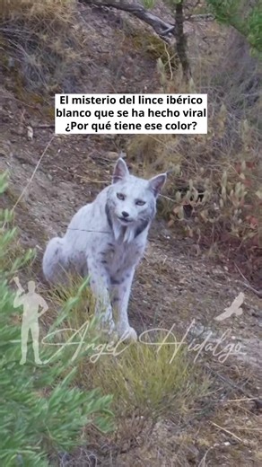 9.3K views · 70 reactions |  Fotografían un extraño lince de color blanco en Andalucía https://www.laopinioncoruna.es/medio-ambiente/2025/10/30/fotografian-extrano-lince-color-blanco-123175728.html | La Opinion A Coruña - laopinioncoruna.es | Facebook