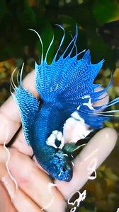 Beautiful betta fish 🥰 #bettafish #betta #bettatank #bettatok #bettalover #bettafishtank #betta #bettafishlove #betta #bettafishcommunity #betta #bettafishbreeding #betta #bettafishthailand #betta #bettafishcare #fighterfish #fishing #fish #fishinglife #fishingislife #fishingtrip #fishingvideos #fisherman #aquarium #aquariumhobby #aquariumlife #aquariumfish #aquariumsofinstagram #aquariummaintenance #beautifulfish #beautifulfishes #colourfulfish #colourfulfishes #colorfulfish #reelsfb #shorts #