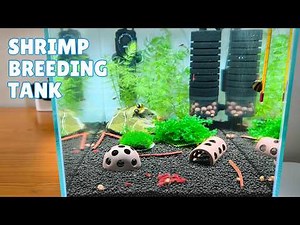 How to Set Up a Shrimp Breeding Tank (Step by Step)