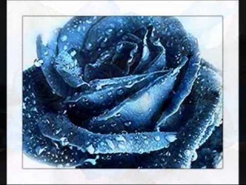 Una Rosa Blu... Michele Zarrillo