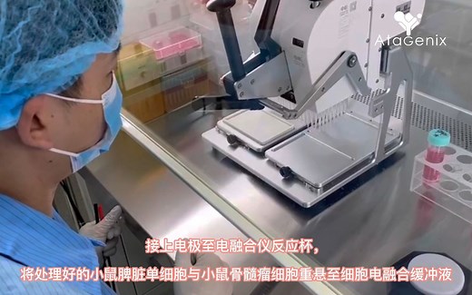 普健生物单克隆抗体制备——电融合