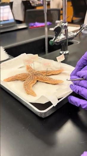 Starfish Outside Dissection
