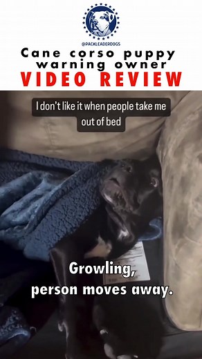 Here is a video of a Cane Corso puppy being taught at a young age that growling at owners to warn and using mouth to correct the owners are acceptable behaviors. These behaviors are being learned during the imprint period of puppyhood, which is not what we want to do. Before even getting a puppy, I would recommend strongly assessing what type of energy dog is best for you. Picking an incompatible energy, especially in a power breed like a Cane Corso, can lead to a lot of problems, no matter what