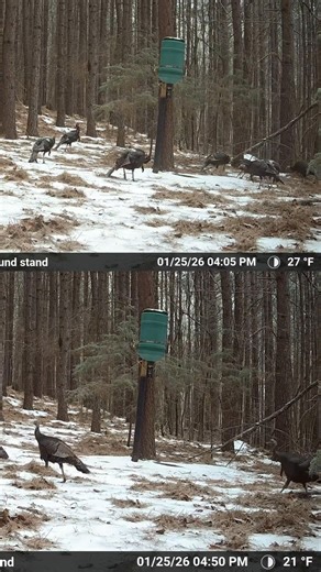 Next week the turkeys #are gonna be cold sitting high in a pine clutching a limb. #moultrieproducts Moultrie Products | Glenn Meadows