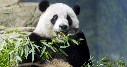Pandas at National Zoo head back to China