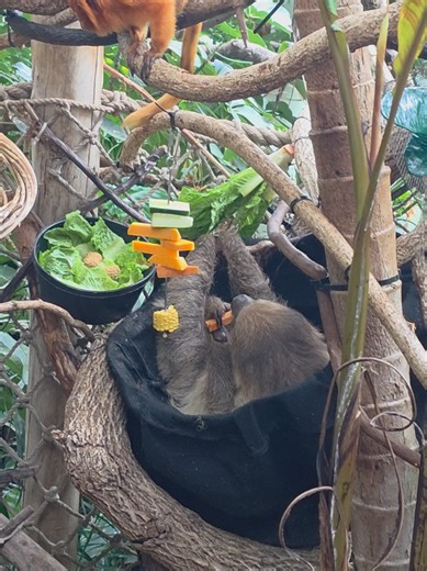 Sloth Enjoys a Snack in the Wild