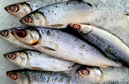 Bangus Fish/Milkfish: Profile, Traits, Facts, Size, Nutrition, Diet - SeaFish