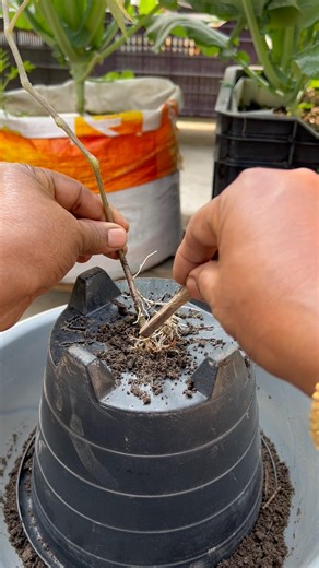 Growing tomato in a gardening bucket by using compost soil #tomato #gardening #garden #roomtogrow