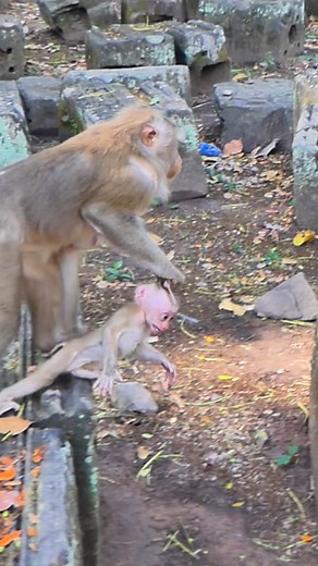 How Lily carry baby Lily with hurt to go #reelfb #fbreel #wildlife #monkey #video #upset #Libby #Lily #starving #reallifemonkey #cried #hungry #angry #sad #babycry #cutebabymonkey #babymonkeycry #newbornbabymonkey #Facebookpost | Craft Tip