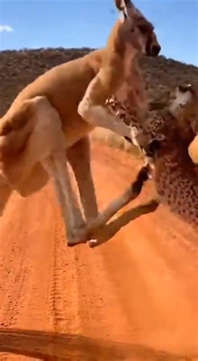 Hold Tight as Chaos Explodes 💥😱 #PetflixMoments #Petflix #Clickhype #cute #प्यारा #adorable