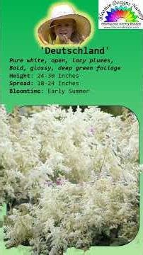 Feathered Blooms for Easy Shady Garden Beauty