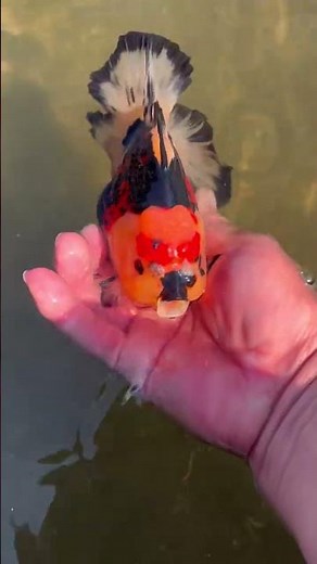 A goldfish with three colors! Very cute #fish #koi #fishing #theothersideofmakebelieve
