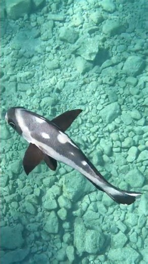 Black Snapper Swims Over to Check Me Out 🐟👀🌊