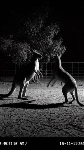Wild Kangaroo Battles Fierce Dingo in Midnight Australian Wilderness?