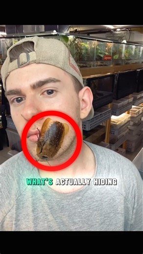the truth about cockroach #shorts