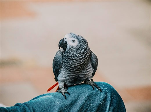 The intelligence of grey parrots is more advanced than thought
