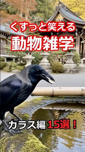 Animal trivia: 15 genius behaviors of crows!