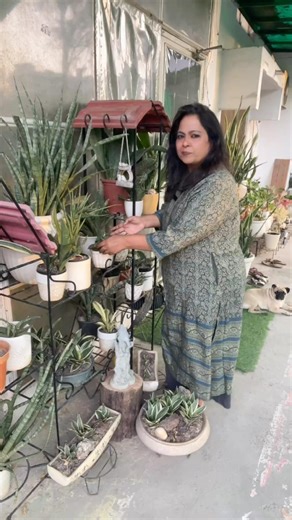 Three sansevieria varieties #gardeningshorts #balconygardening #sanseveria #shorts