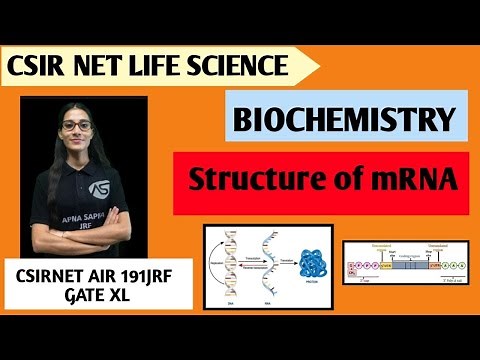 Structure of mRNA || Biochemistry || #apnasapnajrf #csirnetlifescience