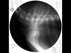 Normal Trachea in dog (Fluoroscopy View)