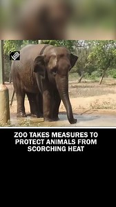 Chennai: Arignar Anna Zoological Park takes measures to protect animals from scorching heat #chennai #tamilnadu #elephant #animal | Asian News International (ANI)