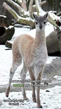 Meet the Guanaco | Species 101